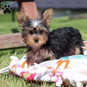 Ollie, Yorkie Puppy